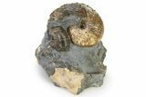 Iridescent Ammonite (Hoploscaphites) Fossil - Montana #316574-1